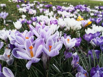 Close-up of purple crocus flowers on field