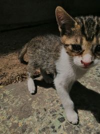 Close-up of kitten with cat