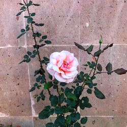 Close-up of pink cherry blossoms on wall