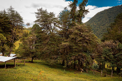 Trees growing on land against sky