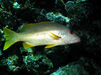 Fish swimming in sea