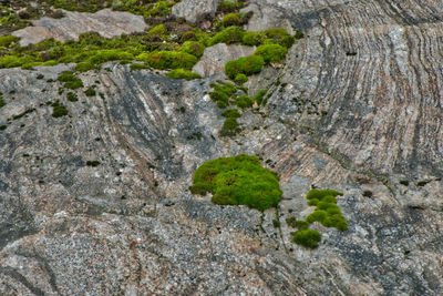 High angle view of moss on rocks