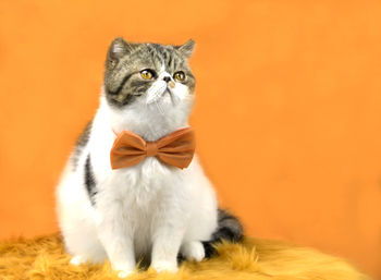 Close-up of cat wearing bow tie against orange background