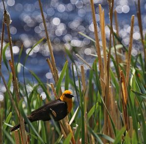 View of bird perching on grass