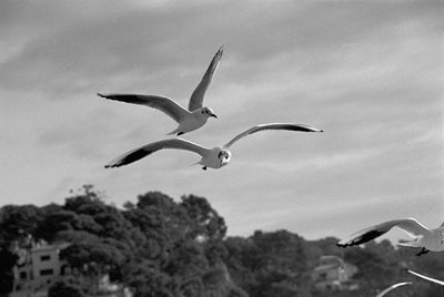 Low angle view of bird flying against sky