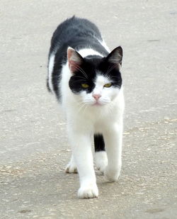 Cat sitting outdoors