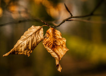 Close-up of dry leaves