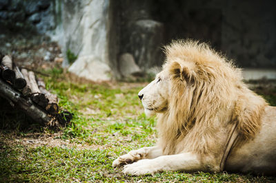 Lion relaxing on grassy field at zoo