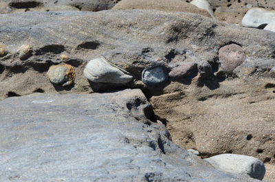 Close-up of crab on rock at beach