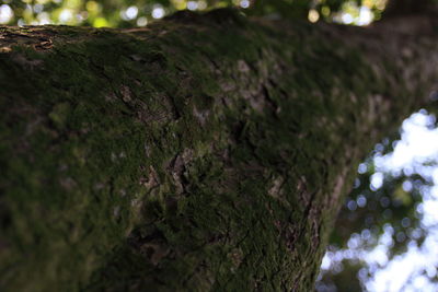 Close-up of tree trunk