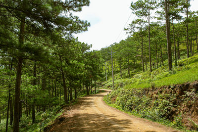 Dirt road along trees in forest