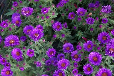 High angle view of purple flowers in garden