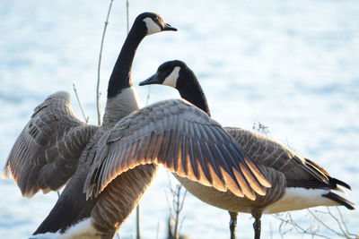 Canada geese against cloudy sky