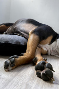 Dog sleeping on floor at home
