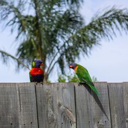 Close view of two colorful parakeet birds looking at each other with tree blurred in background