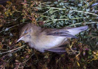 High angle view of bird on grass