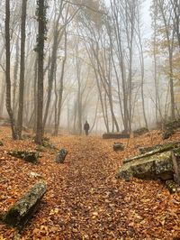 View of bare trees in forest during autumn