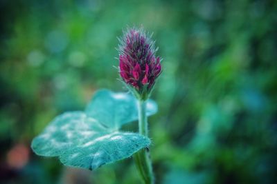 Close-up of purple flowering plant