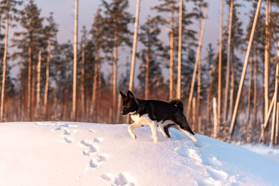 Dog walking on snow covered land