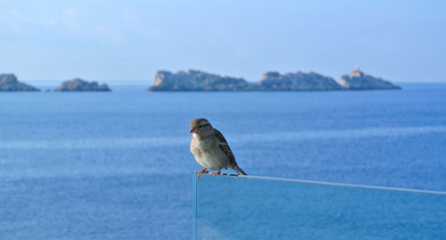 Bird perching on a sea