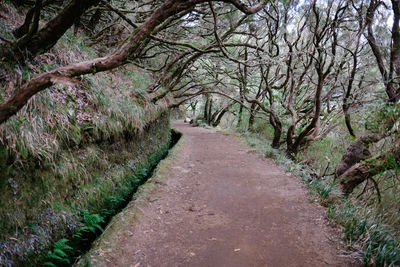 Footpath amidst trees in forest