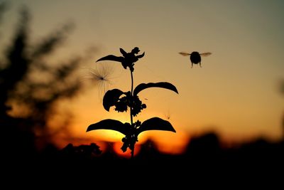 Close-up of silhouette plant against sky during sunset