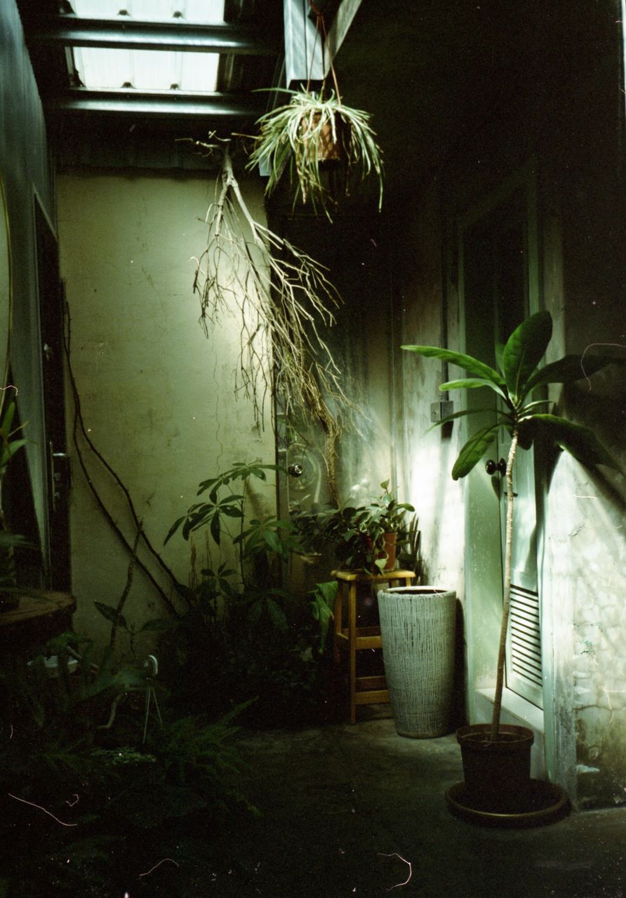 plant, potted plant, nature, growth, houseplant, green, no people, indoors, architecture, light, window, lighting, flowerpot, leaf, house, built structure, plant part, darkness