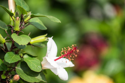 Close-up of insect on flowering plant