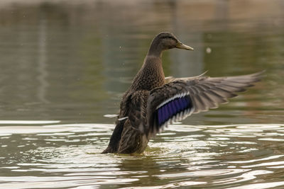 Bird flying over lake