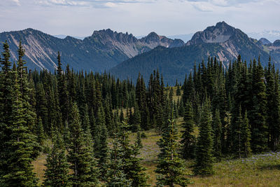 Pine trees in forest against sky