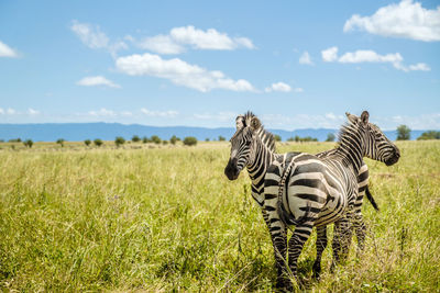 Zebra standing on field against sky