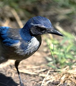 Close-up of a bird on field