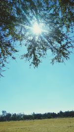 Low angle view of trees on field against blue sky