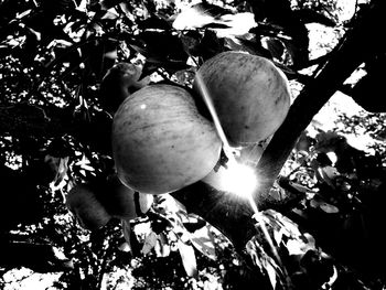 Close-up of tree growing against bright sun