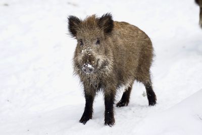 Close-up of pig on snow covered field
