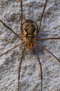 Close-up of spider