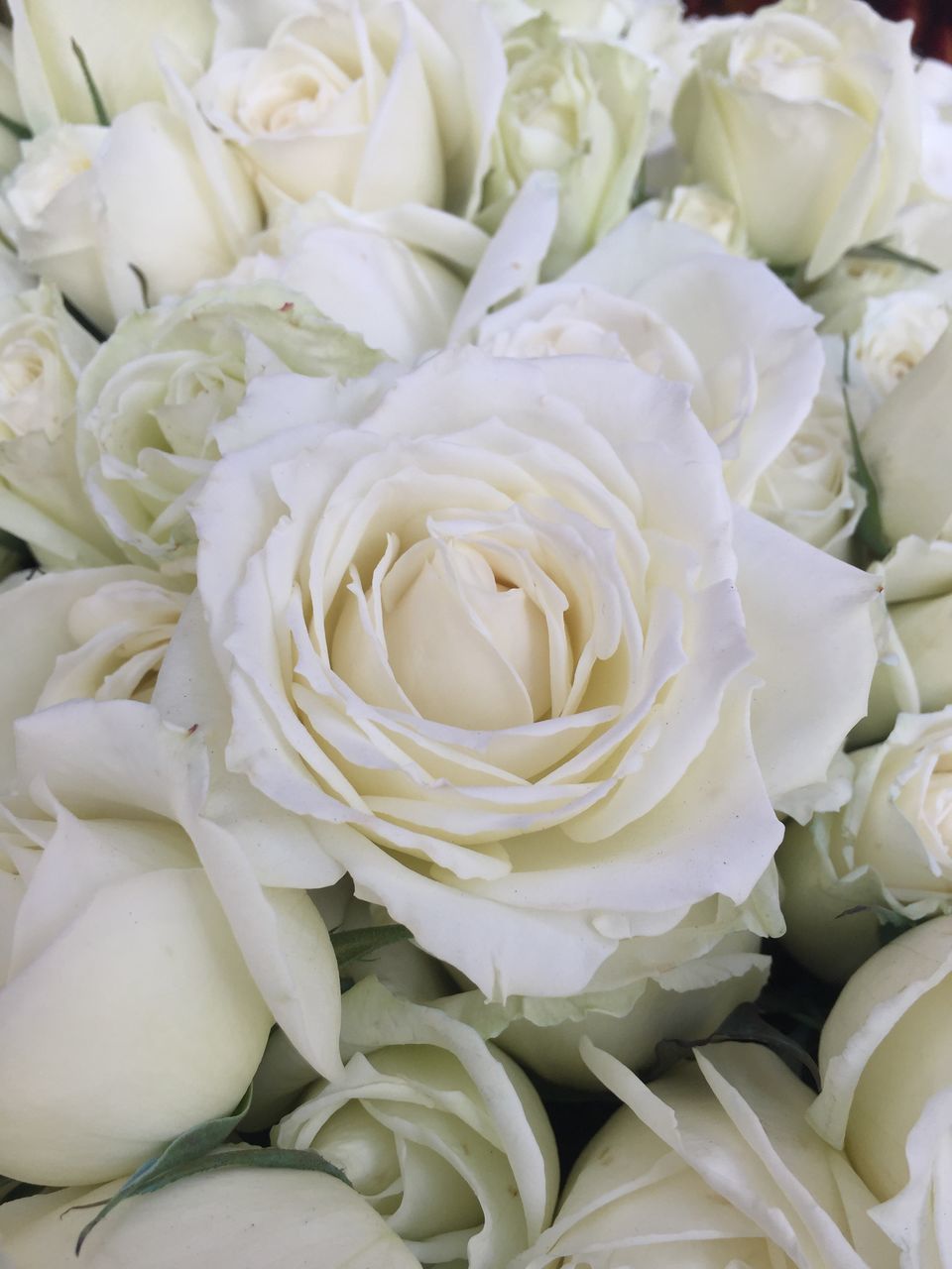 FULL FRAME SHOT OF WHITE ROSE BOUQUET