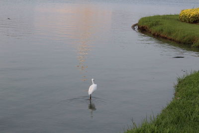 Bird in a lake