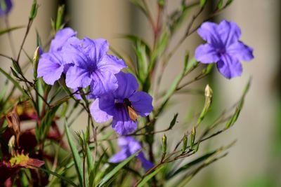 Brown moth pollinating purple mexican petunia or bluebell, ruellia simplex or britton's wild petunia