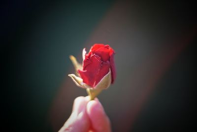 Close-up of hand holding red rose