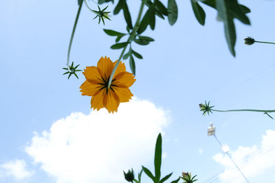 Low angle view of flowering plant against sky