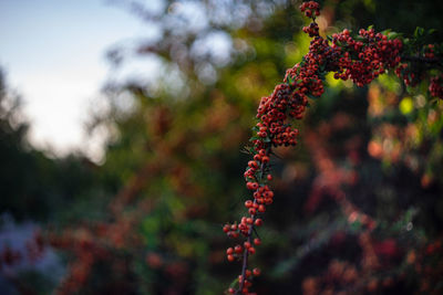 Close-up of red flowering plant