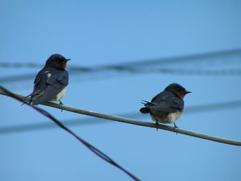 Bird perching on pole against clear blue sky