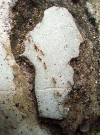 High angle view of snake on rock