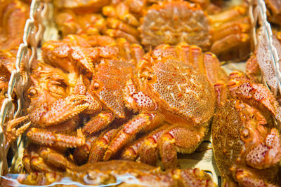 Live king crab in water tank at a local fresh fish market in sapporo, japan