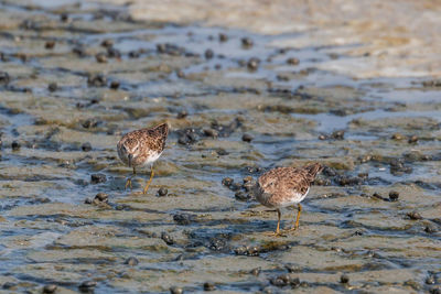 View of birds on beach