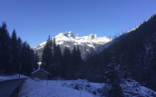 Pine trees on snowcapped mountains against clear sky