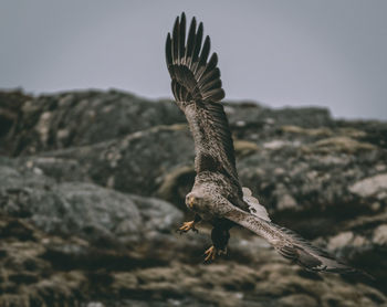 Close-up of eagle flying against the sky