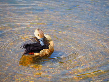 Duck swimming in lake