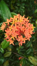 Close-up of orange flowers blooming outdoors